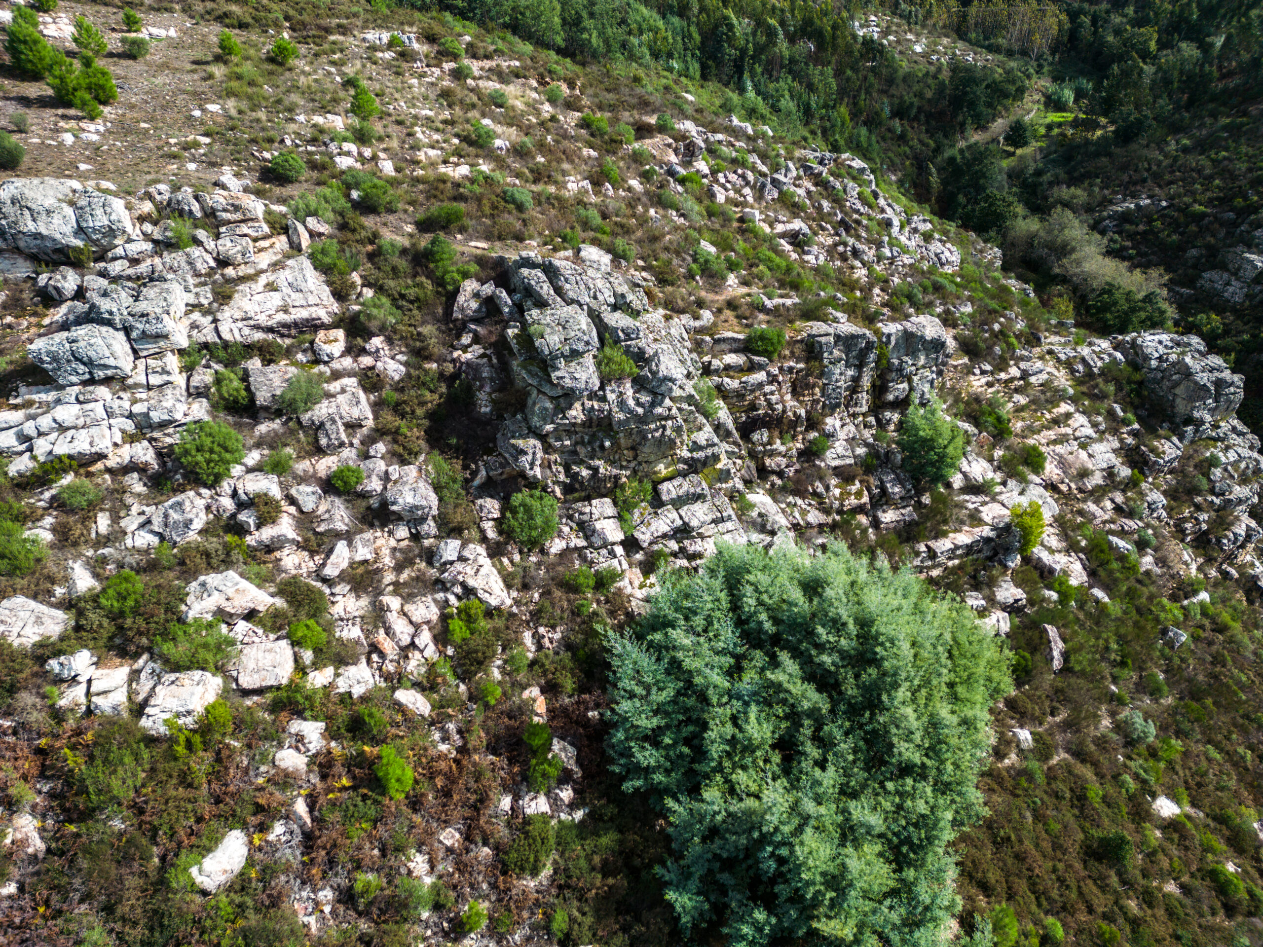 005 - Castelos - Carapinha