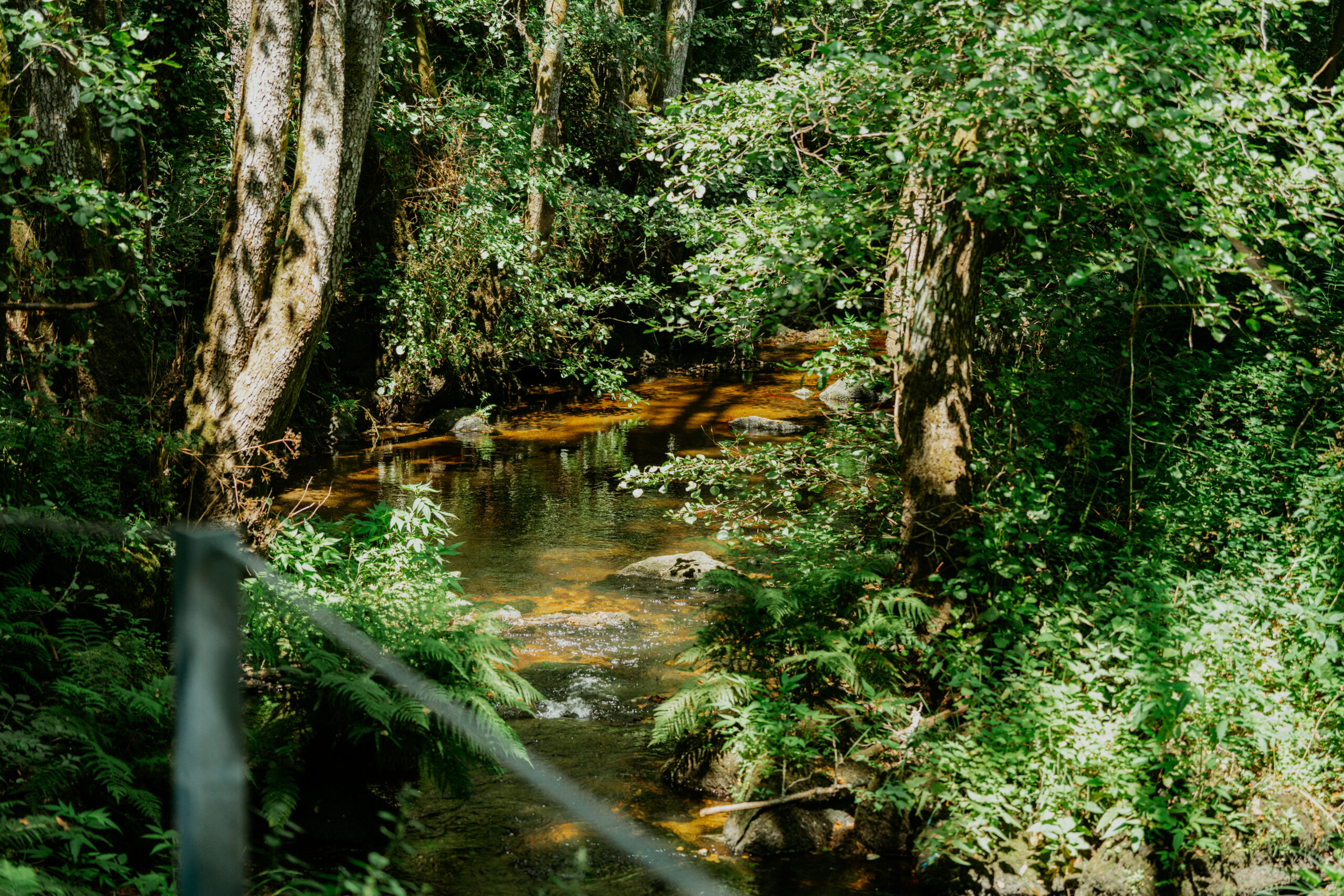 0052 Trilho dos Gaios
