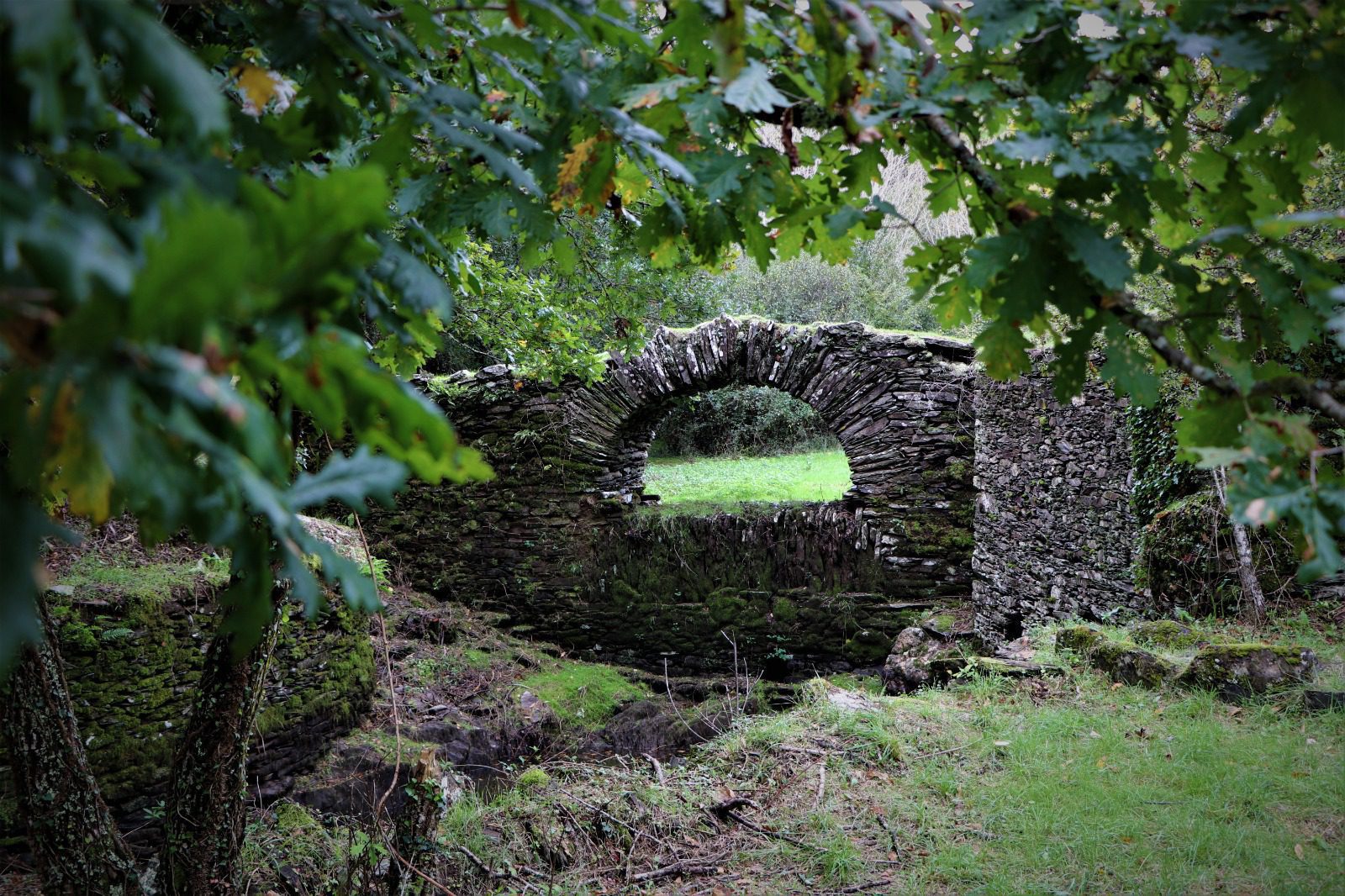 ponte 8